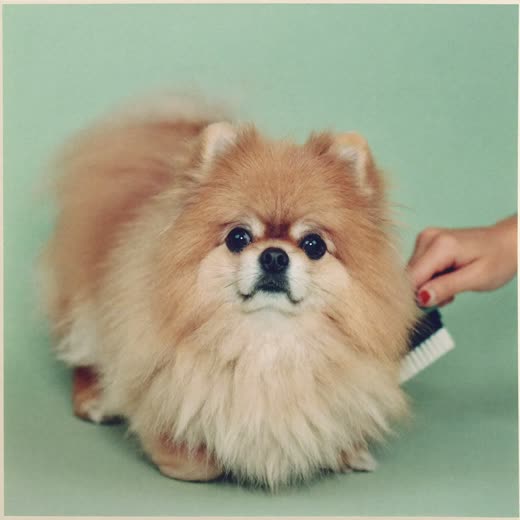 A small dog's coat being brushed during a groom