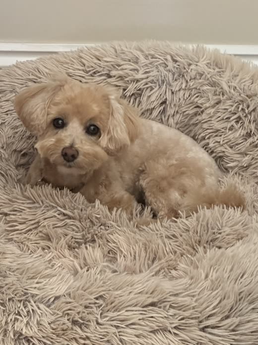 An apricot poodle-cross puppy curled up on a fluffy cream bed